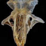 Field Mouse Skull