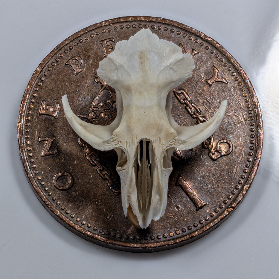 Mouse skull on a penny