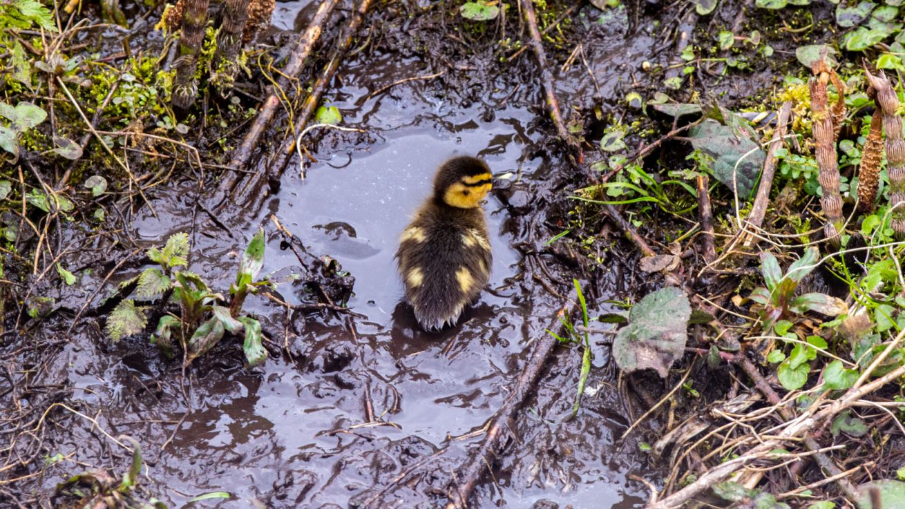 Newly Hatched Duckling