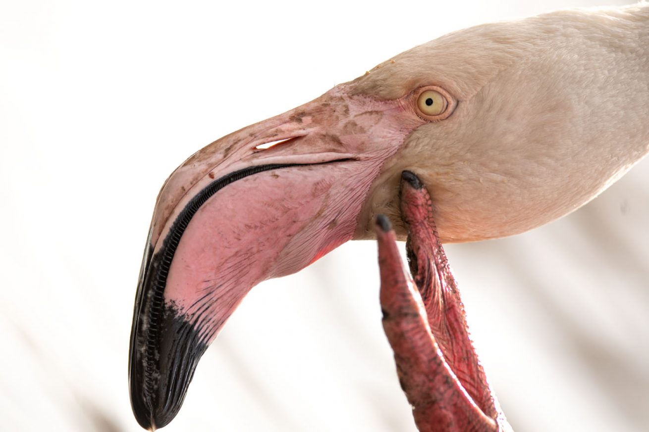 If Dr.Evil was a flamingo