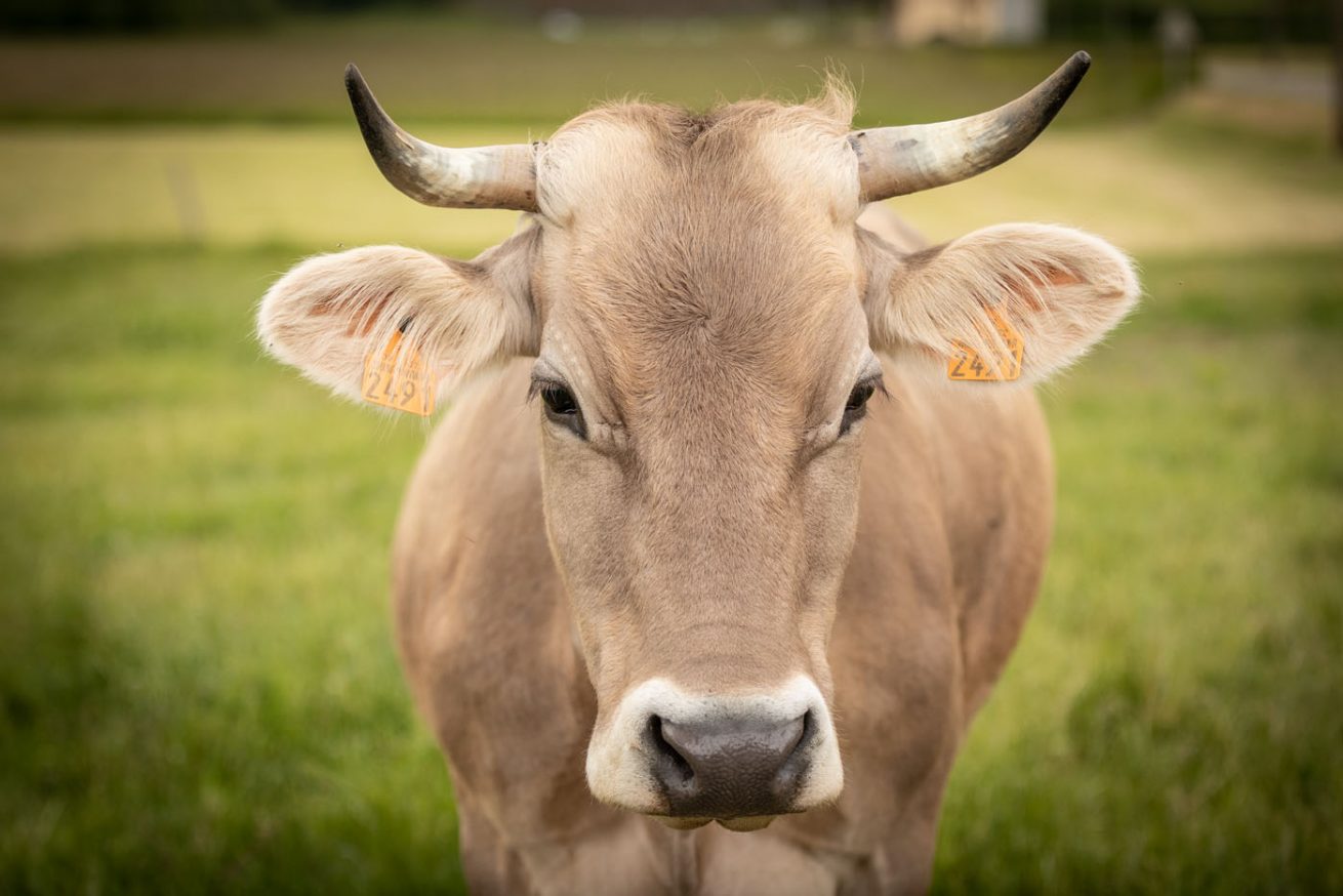 Such a pretty cow