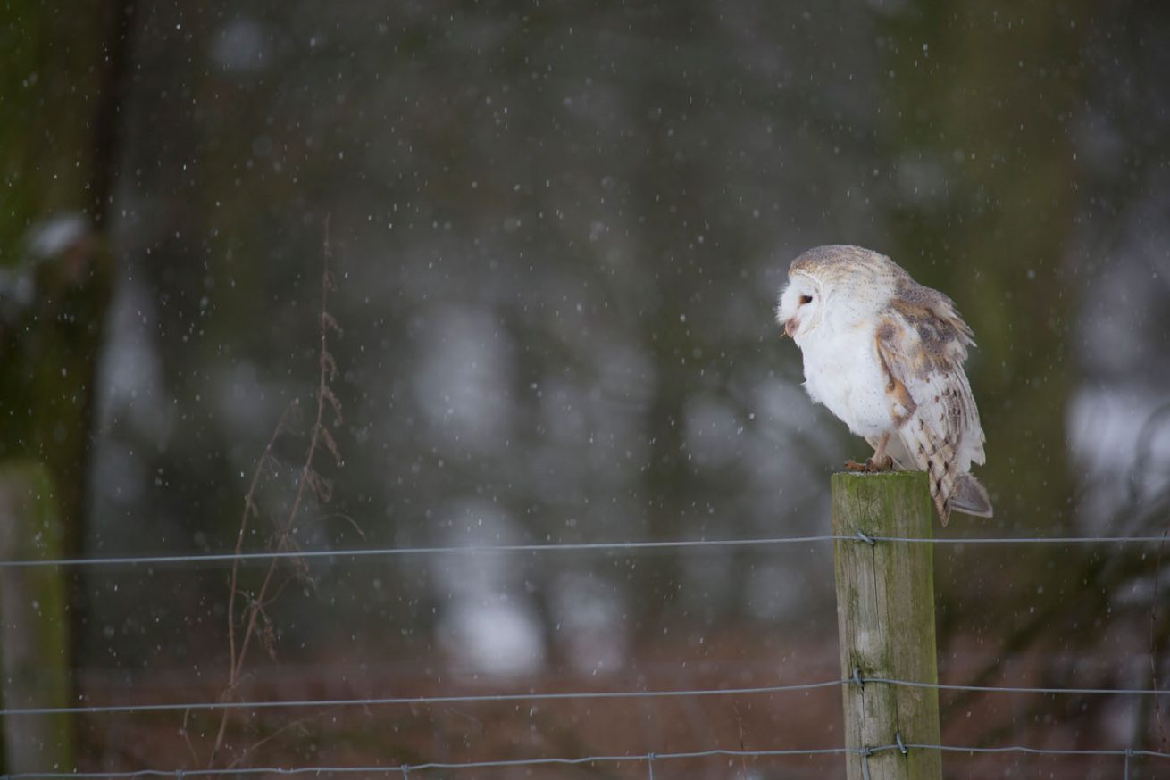 Barn Owl in the snow
