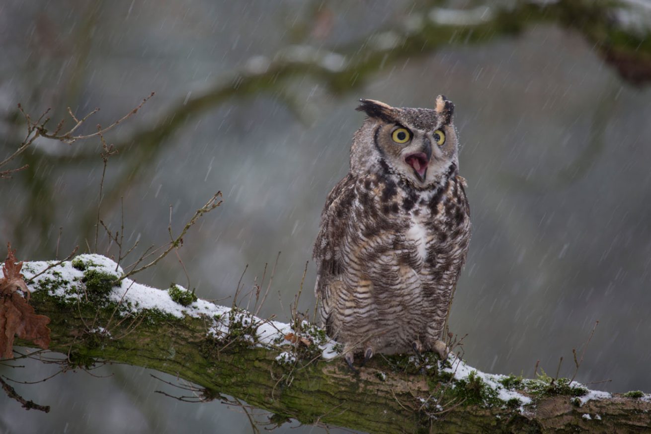 Owl in the snow