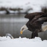 Eagle and Catch