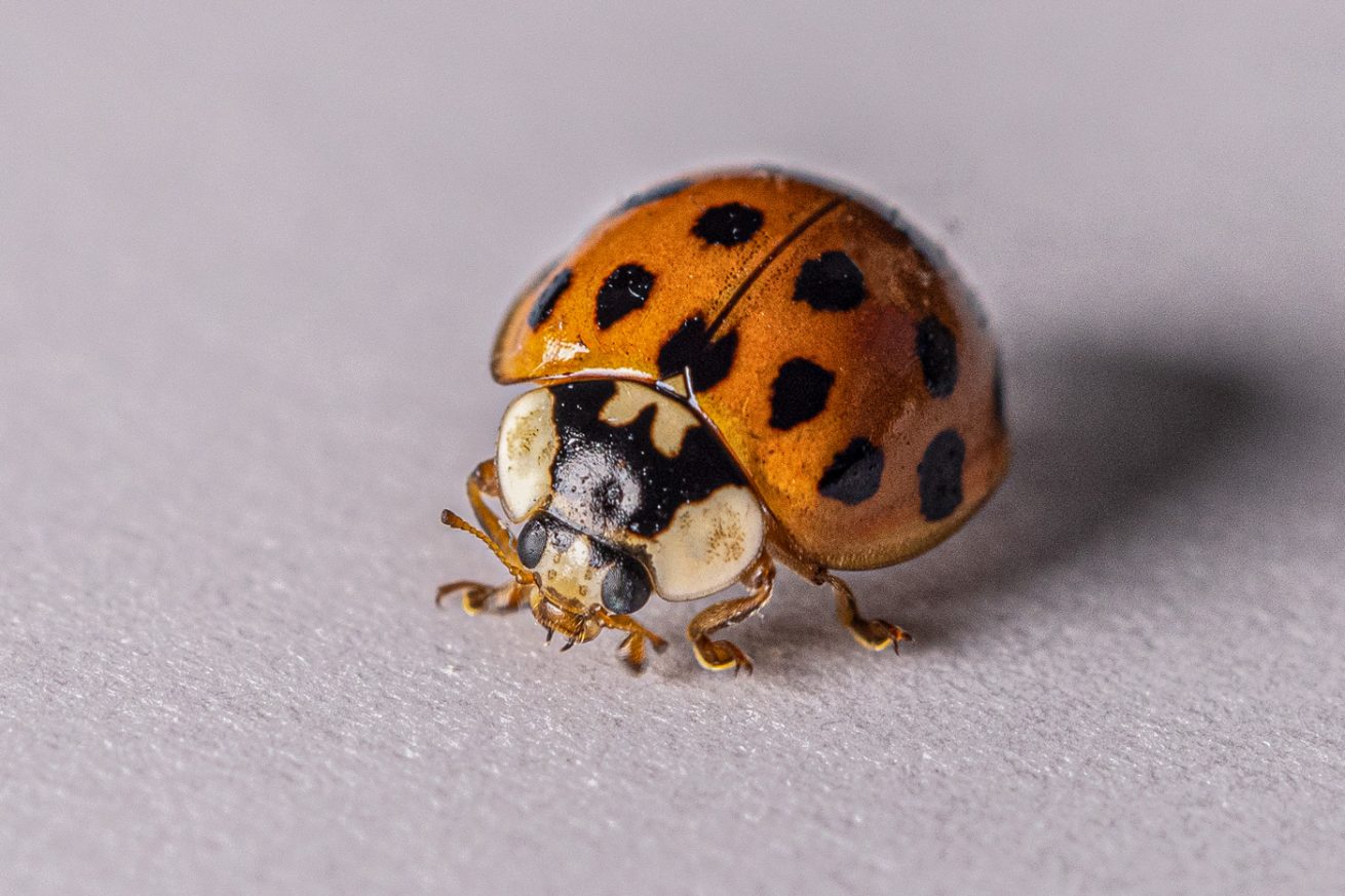 Ladybird on the march