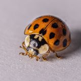 Ladybird on the march